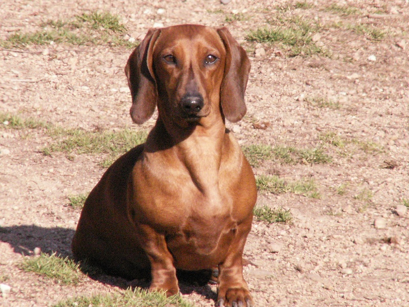 CH. Ulla des dunes de bou saada